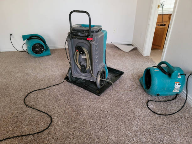 Best Mold removal after water damage  in Vinton, VA