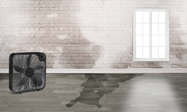 Best Professional water damage repair  in Vinton, VA